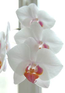 Orchidees_blanches Orchidees_blanches